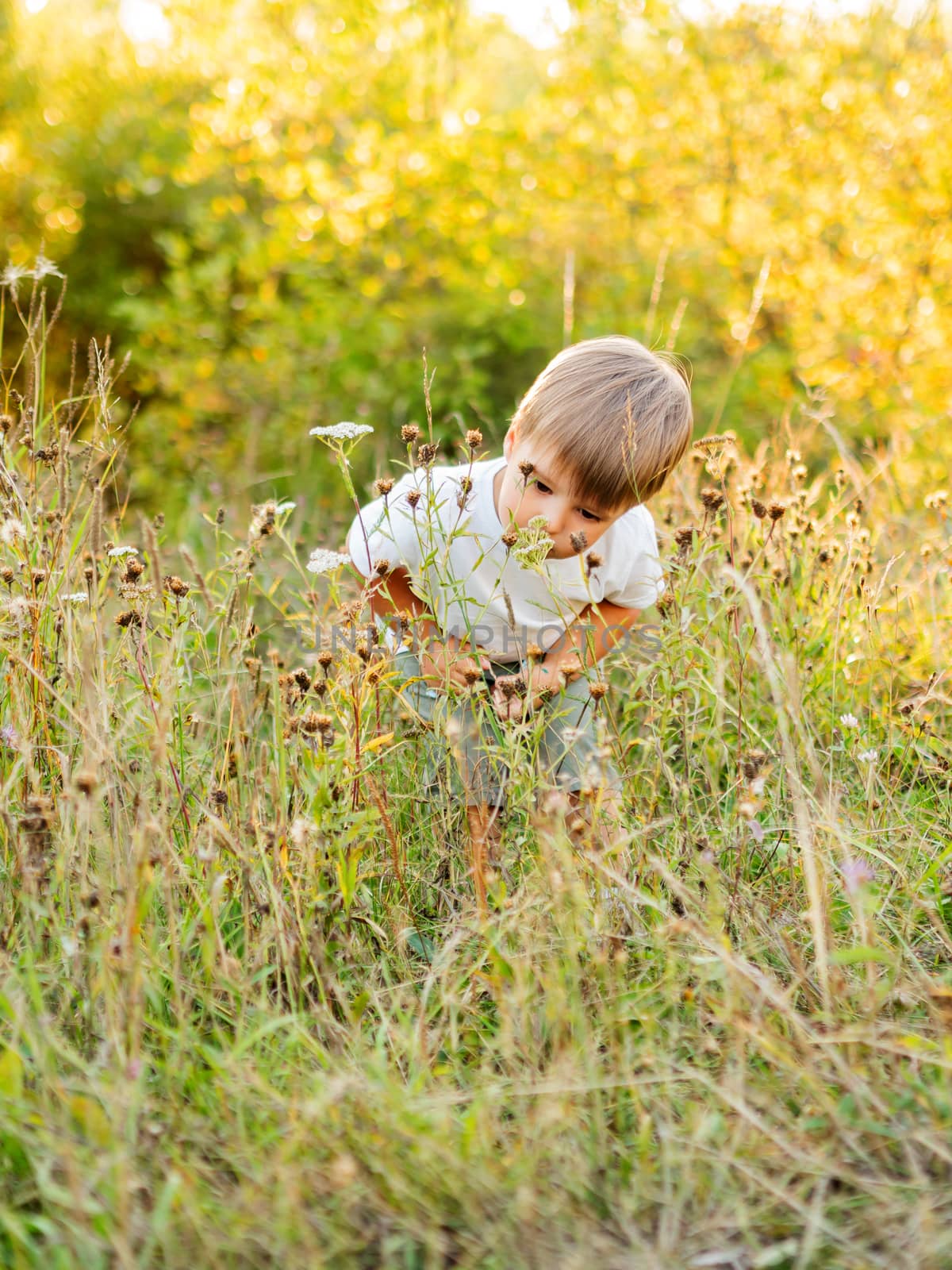 Cute little boy is sniffing flowers on field. Outdoor leisure activity for toddler. Autumn season. Orange sunset light.