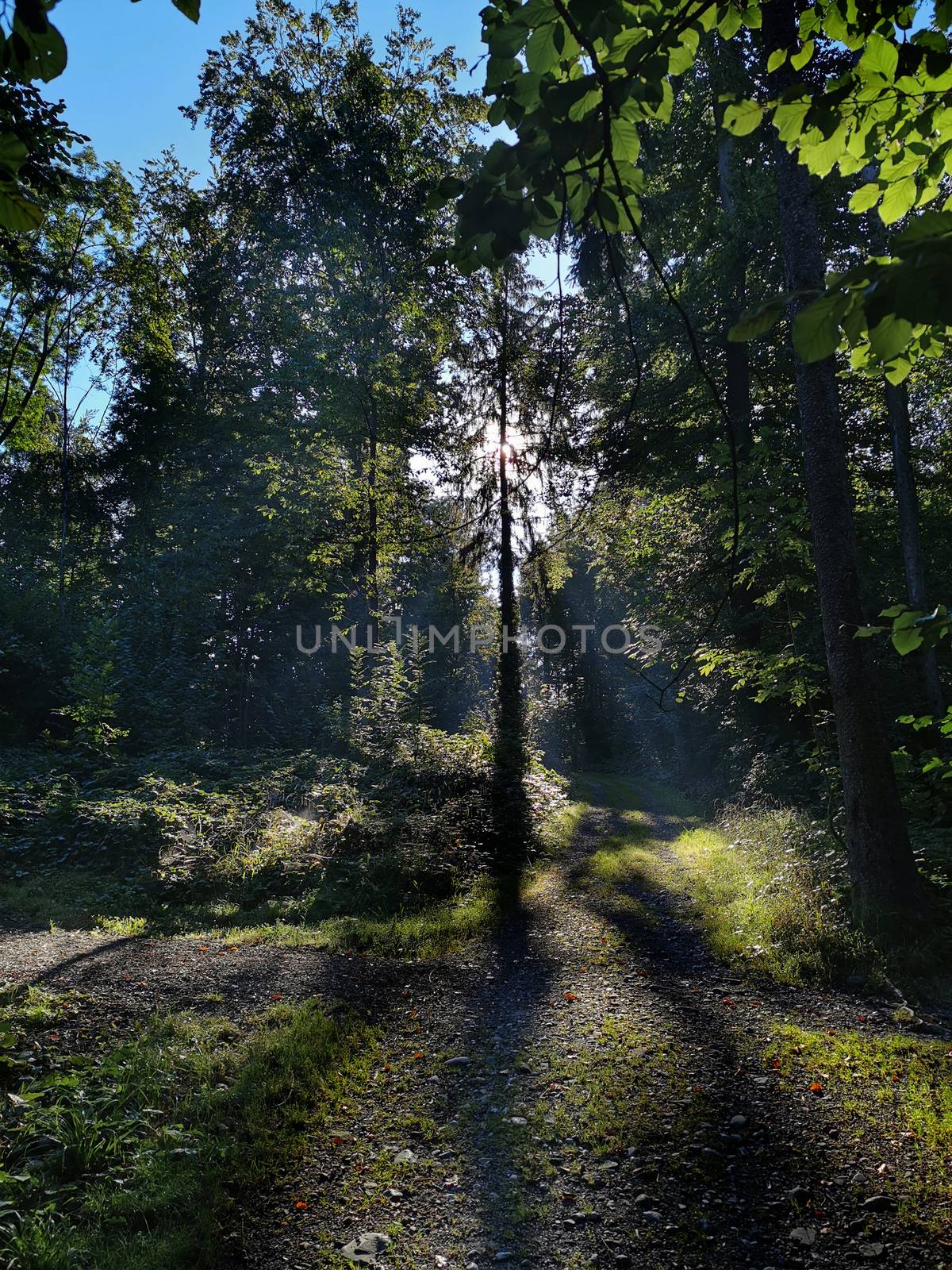 sunrise during a foggy day in a forrest with sun rays.. With copy by PeterHofstetter