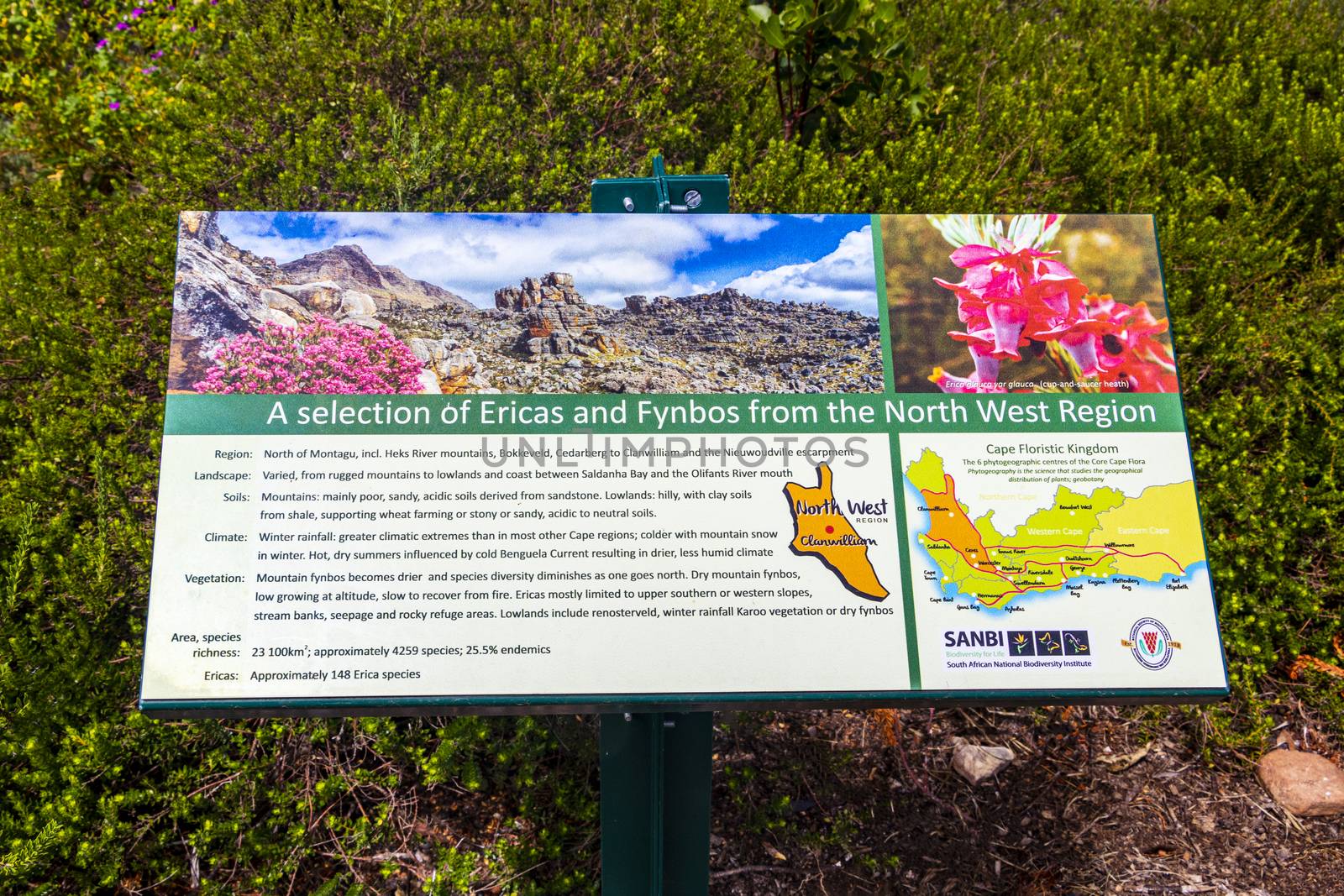 Fynbos and Ericas green turquoise information sign, Kirstenbosch. by Arkadij