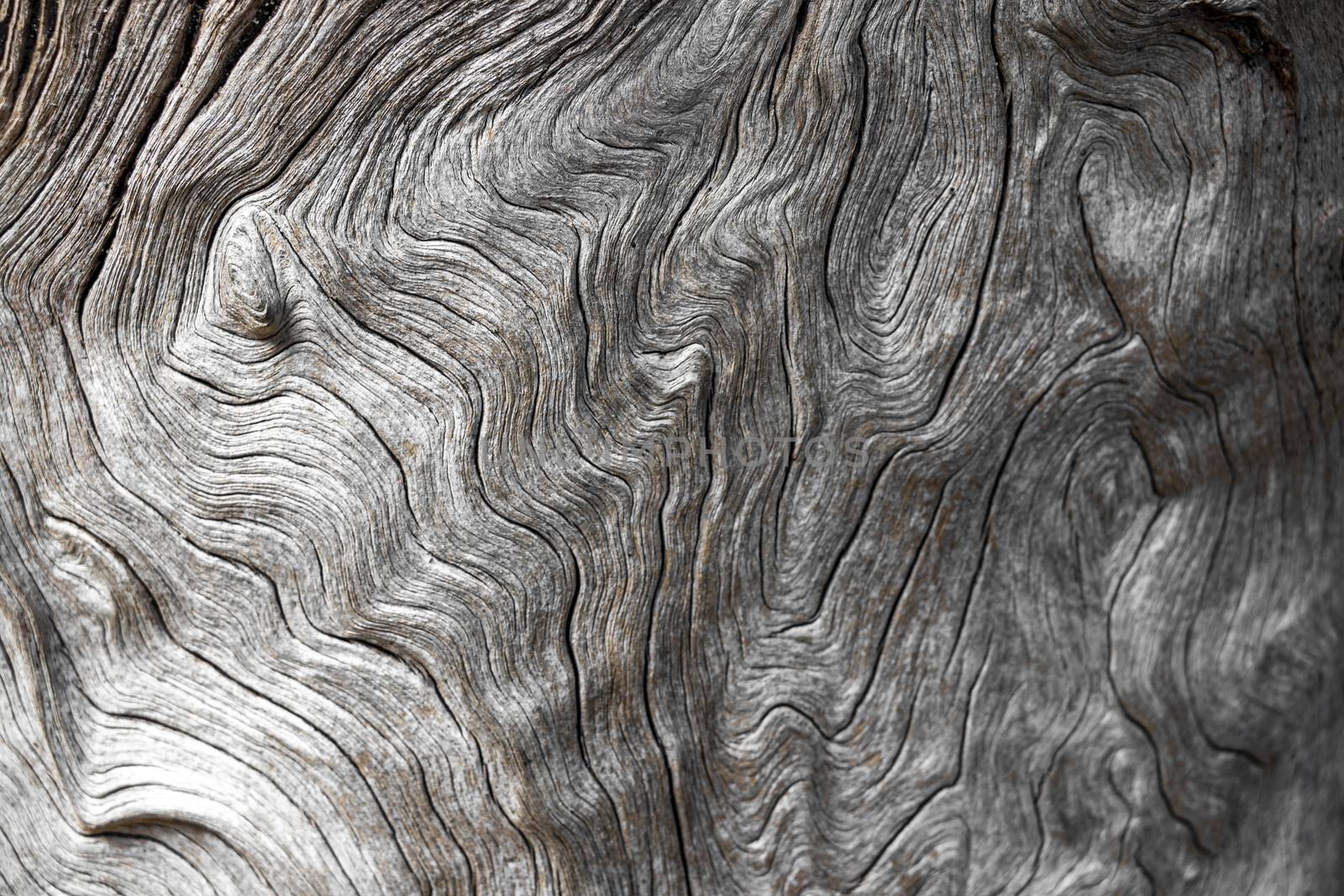 Beautiful curved tree texture from Cape Town in South Africa.