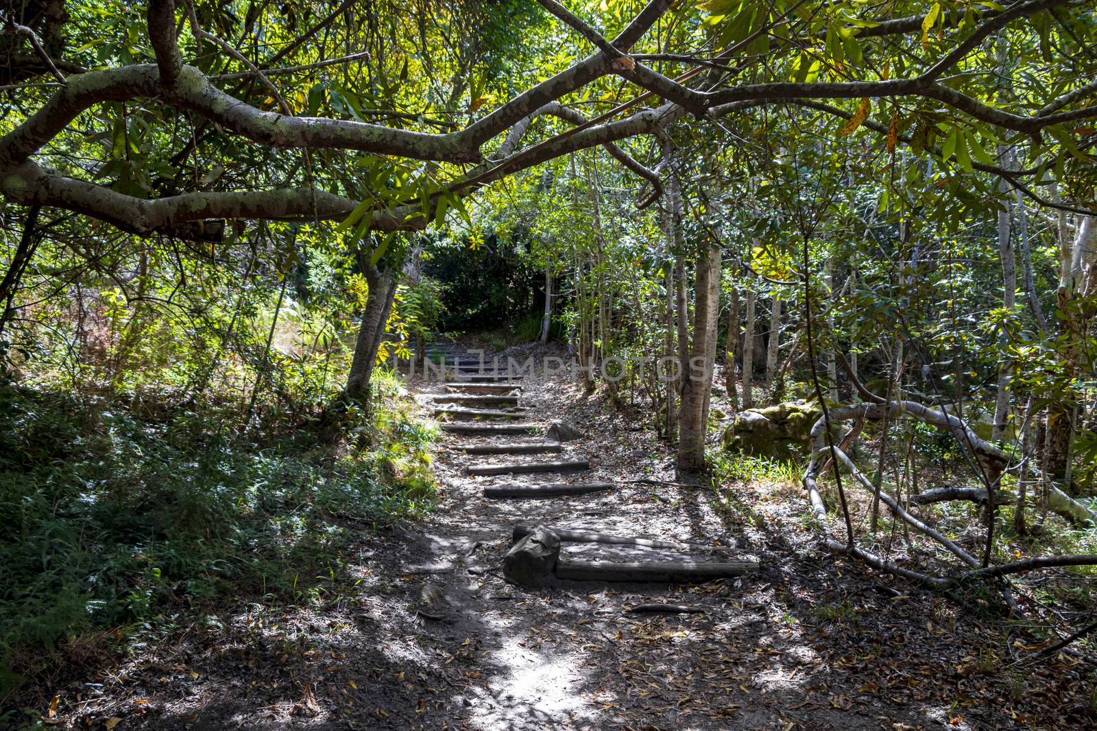 Trail Walking path in forest of Kirstenbosch National Botanical Garden. by Arkadij