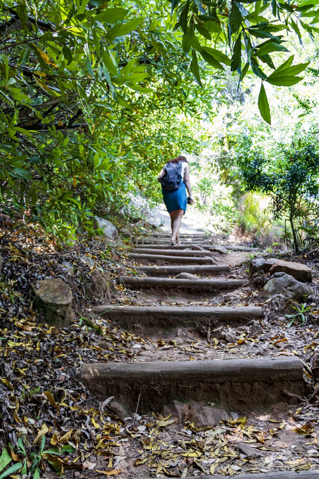 Woman or girl is hiking a trail Walking path in the forest of Kirstenbosch National Botanical Garden in Cape Town.