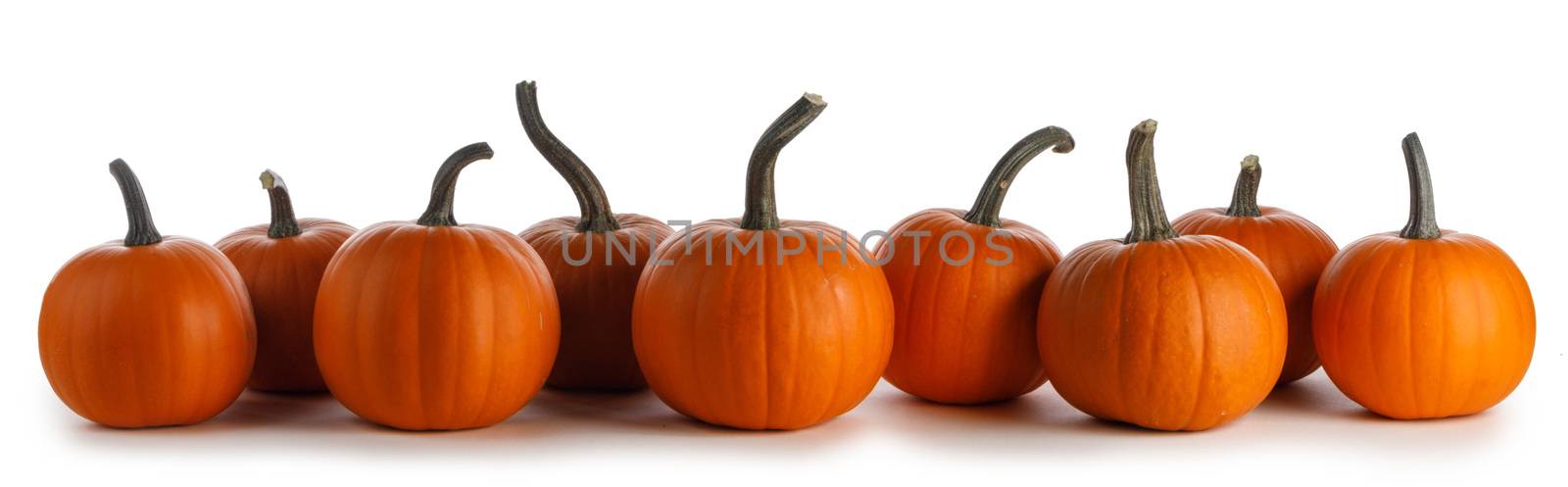 Pumpkins in a row isolated on white by Yellowj