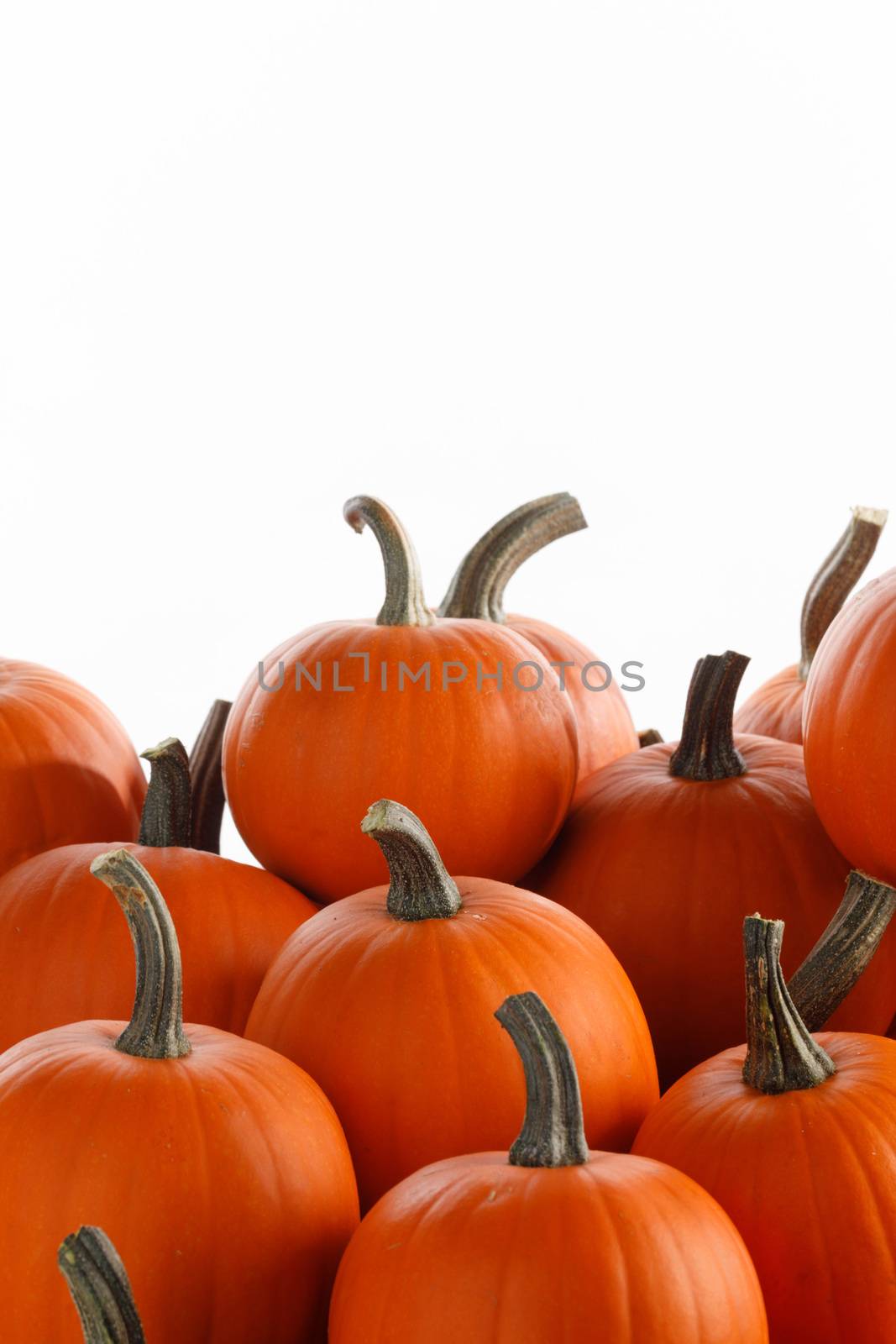 Heap of many orange pumpkins on white background , Halloween concept , copy space for text