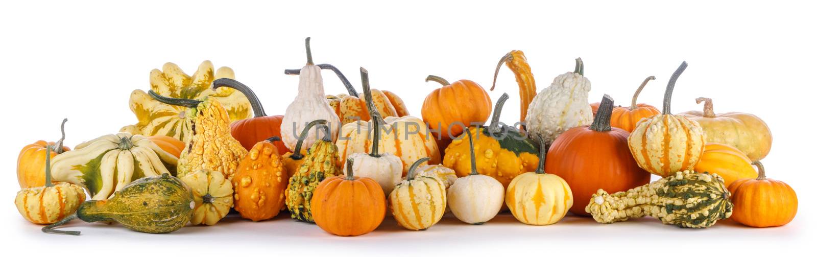 Many various pumpkins isolated on white background, Halloween or Thanksgiving day concept