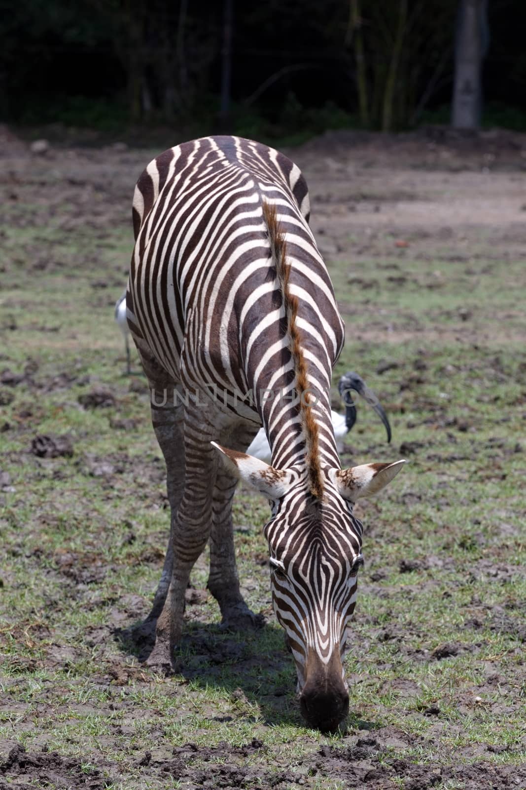 A zebra eating grass in the daytime. by joker3753