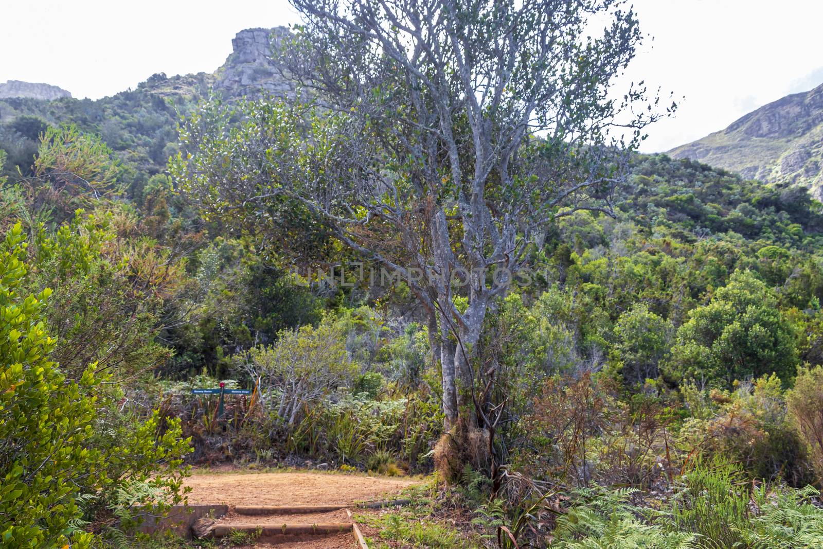 Mountains and trails Kirstenbosch National Botanical Garden, Cape Town, South Africa.