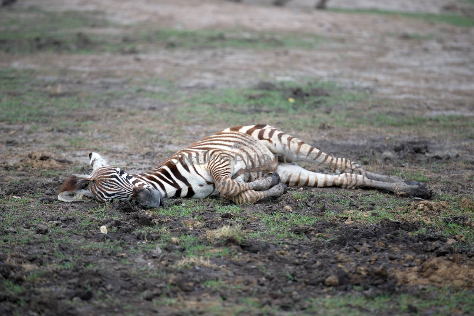 A baby zebra is lying on the ground during the day, soft focus.