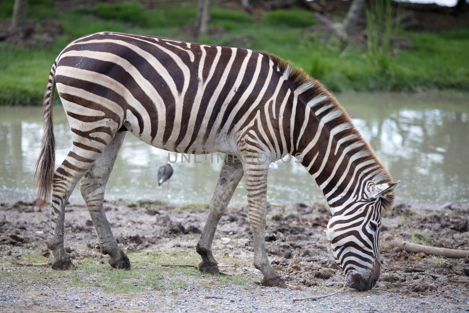 A zebra eating grass in the daytime near a swamp