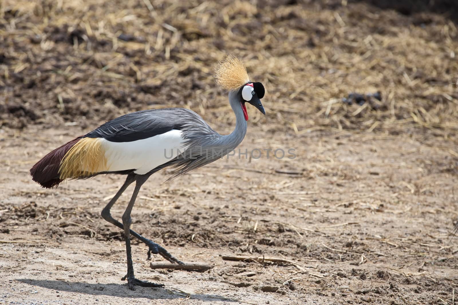 A beautiful gray crowned crane walks the ground in a zoo on a sunny day. by joker3753