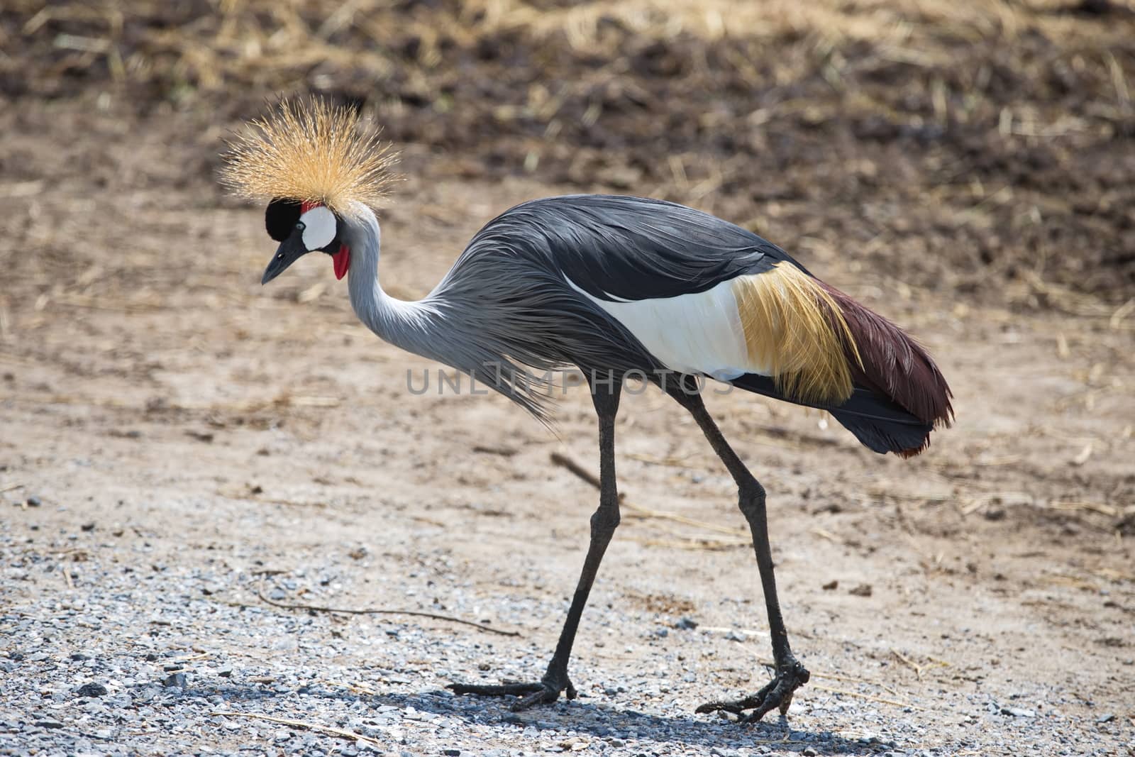 A beautiful gray crowned crane walks the ground in a zoo on a sunny day.