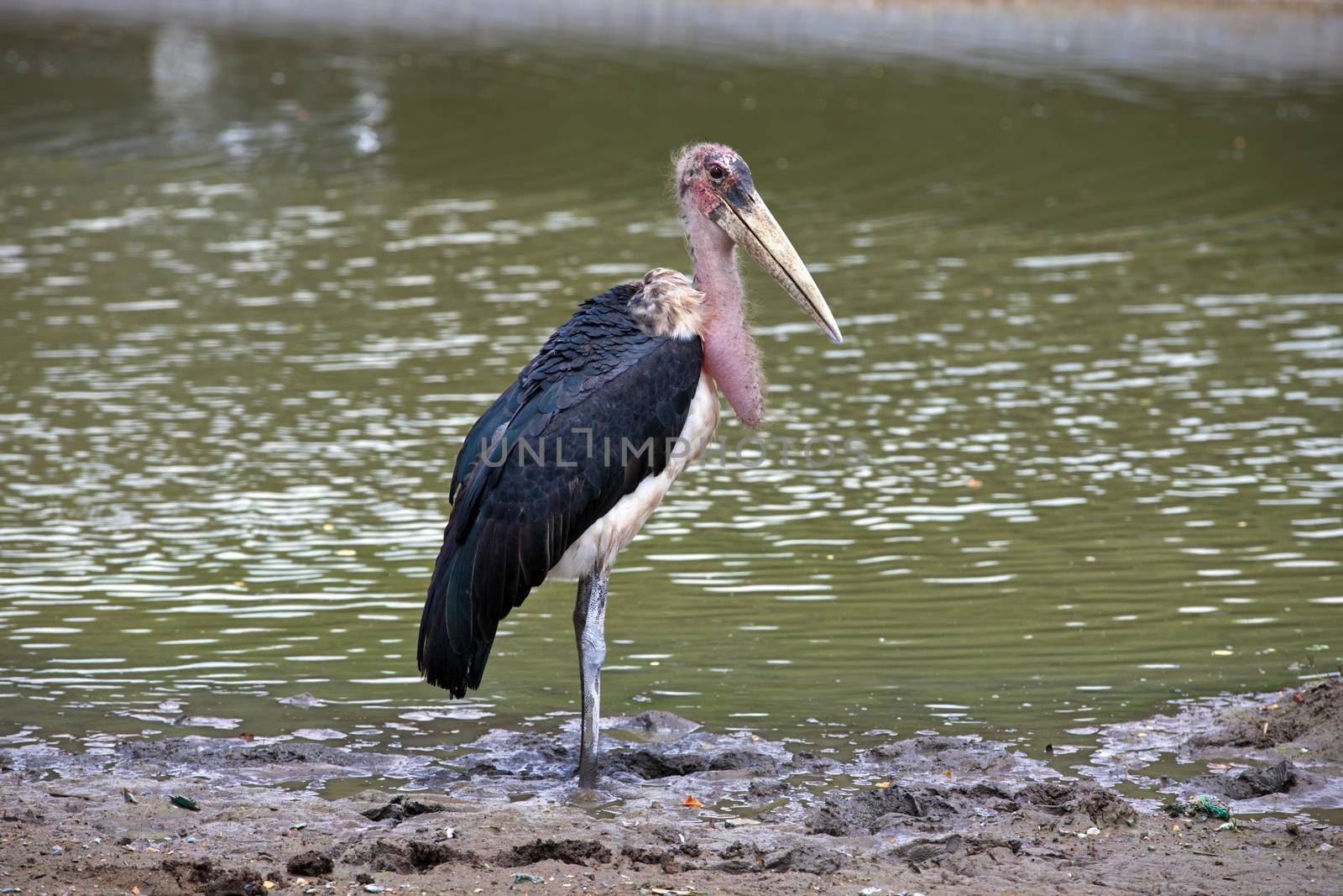 A Marabou Stork, Leptoptilos crumeniferus , bird near a swamp