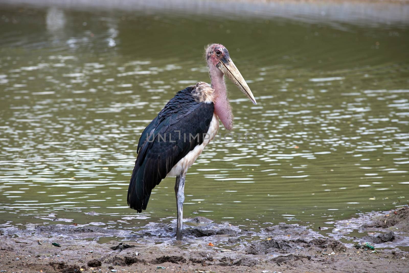 A Marabou Stork, Leptoptilos crumeniferus ,  bird near a swamp