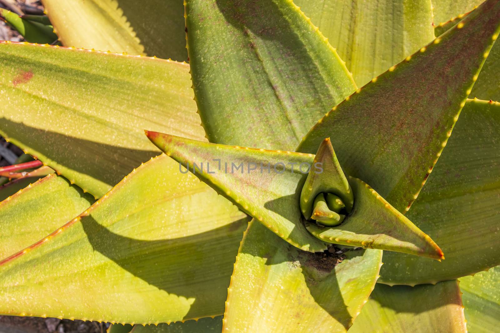 Aloe Vera cactus plant, Cape Town, South Africa. by Arkadij