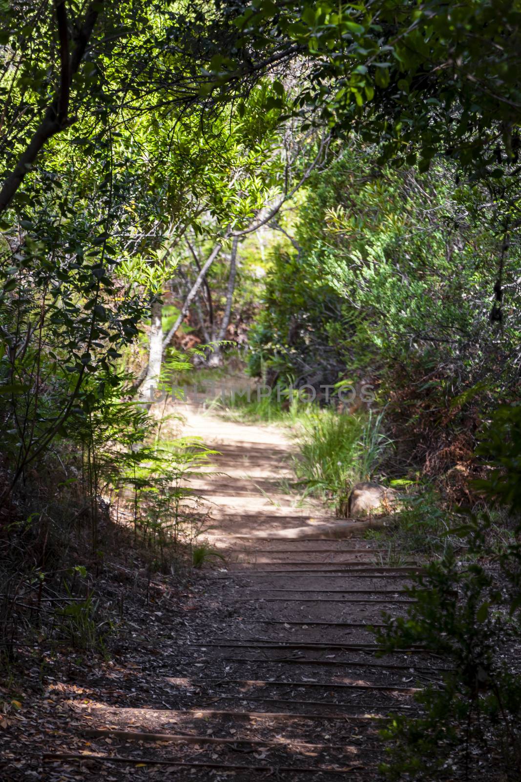 Trail Walking path in the forest of Kirstenbosch National Botanical Garden, Cape Town, South Africa.