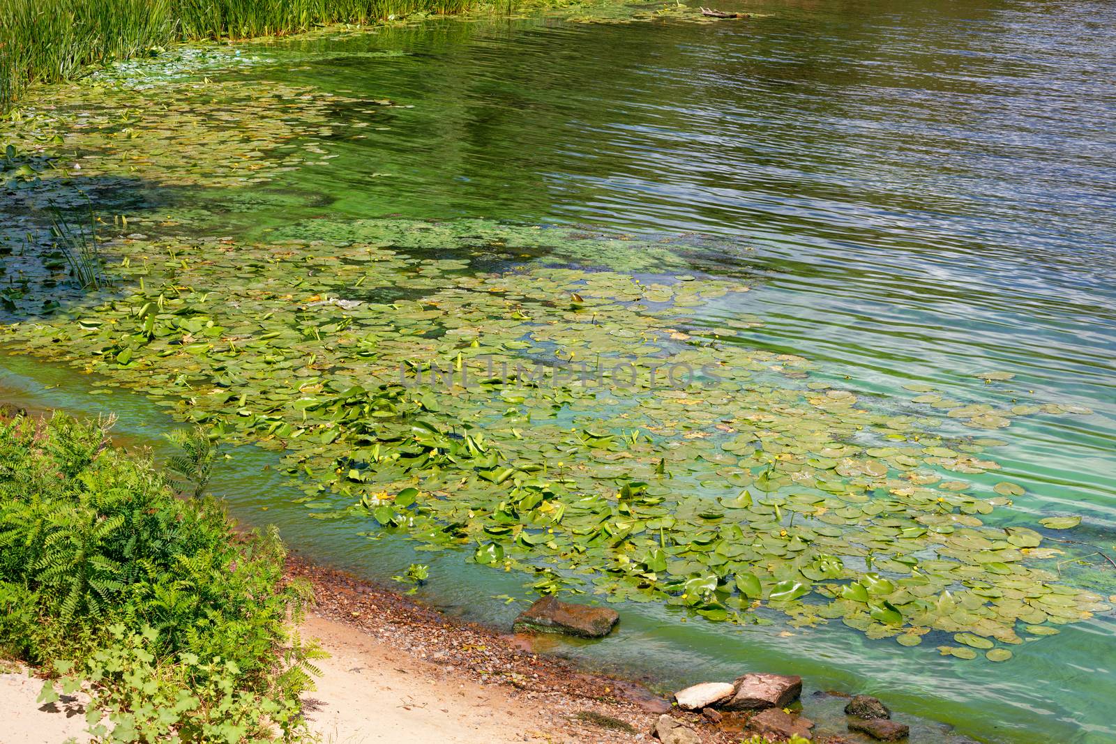 Water yellow lilies have occupied the coastal waters of the river. Green algae carp the surface of the flowering water river along the shore.