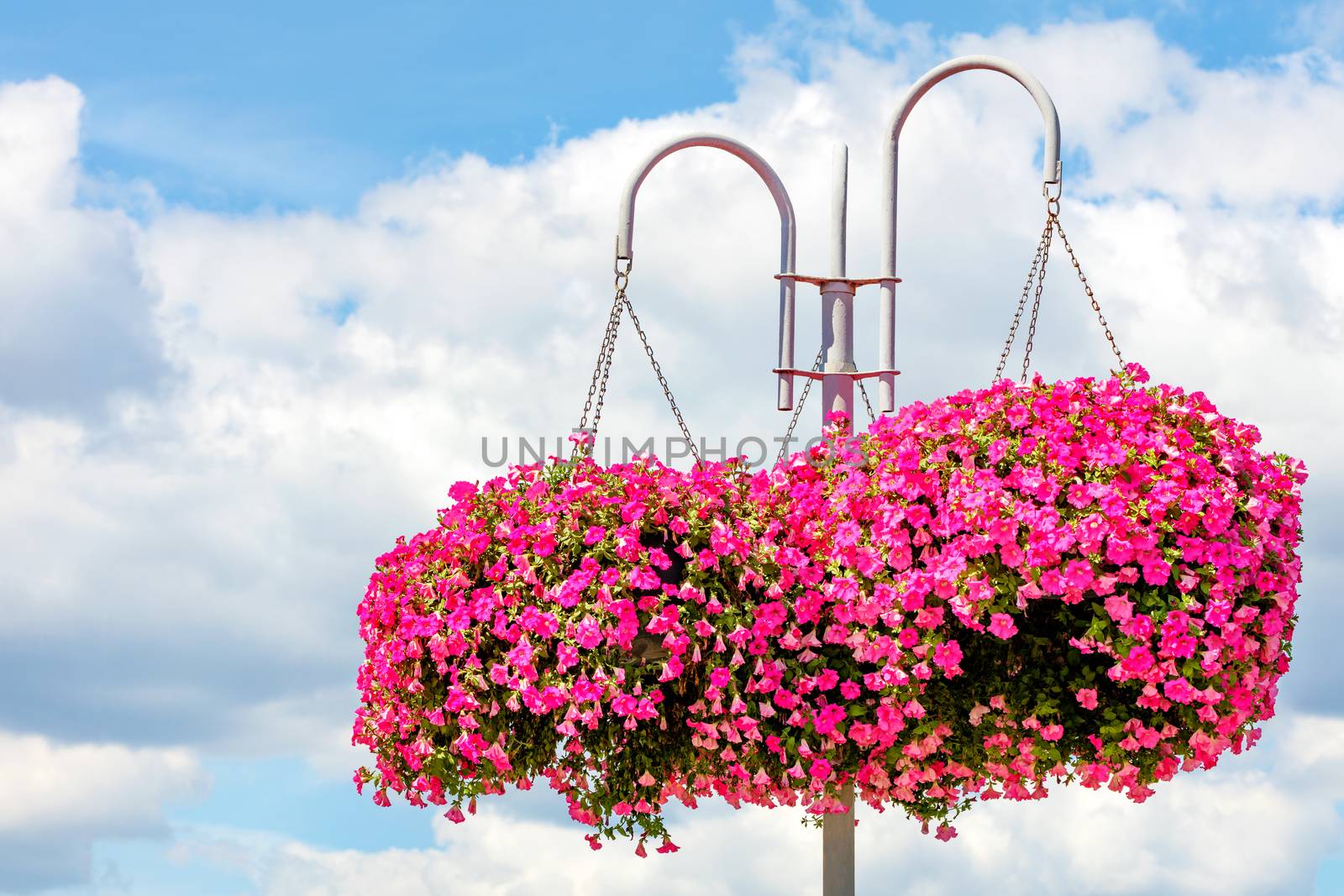 Outdoor flowerpots with pink and red petunias hang from a metal white pole against a blue cloudy sky, copy space.