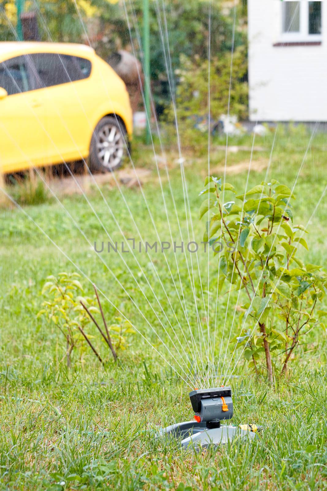Multidirectional water jets of an automatic oscillating sprayer watered young trees and a lawn in a young garden against the backdrop of a car and part of a private house in blur.