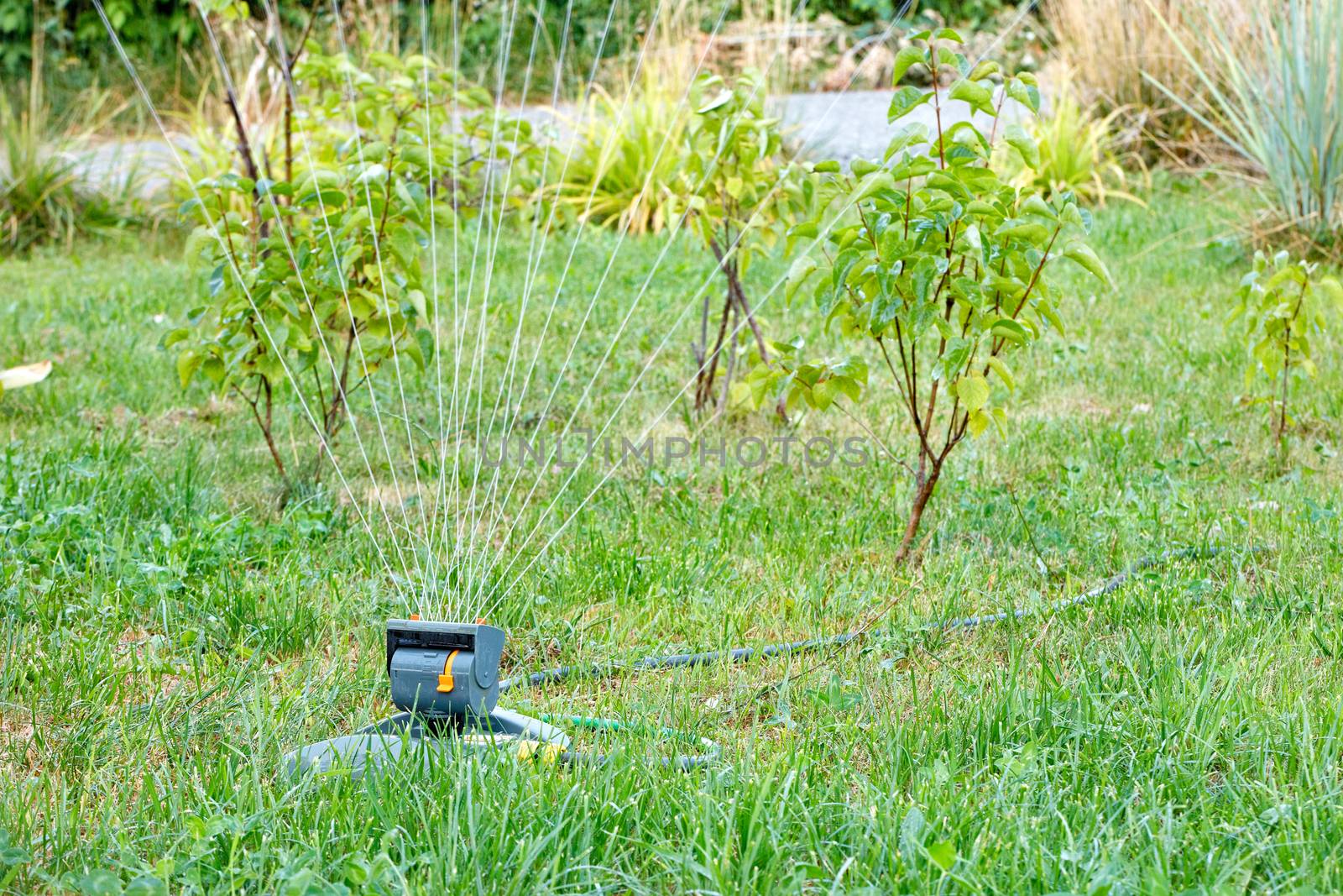 The multidirectional water jets of the oscillating sprayer water the young trees and the lawn in the young garden.