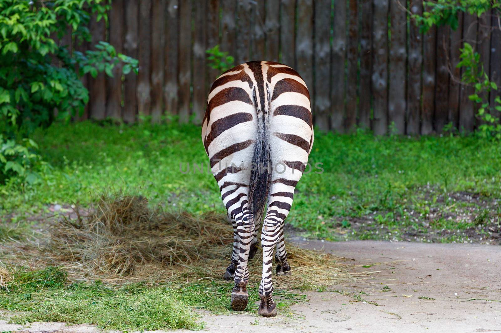 The striped zebra is turned backwards and eats hay against a background of green grass and a wooden fence in blur.