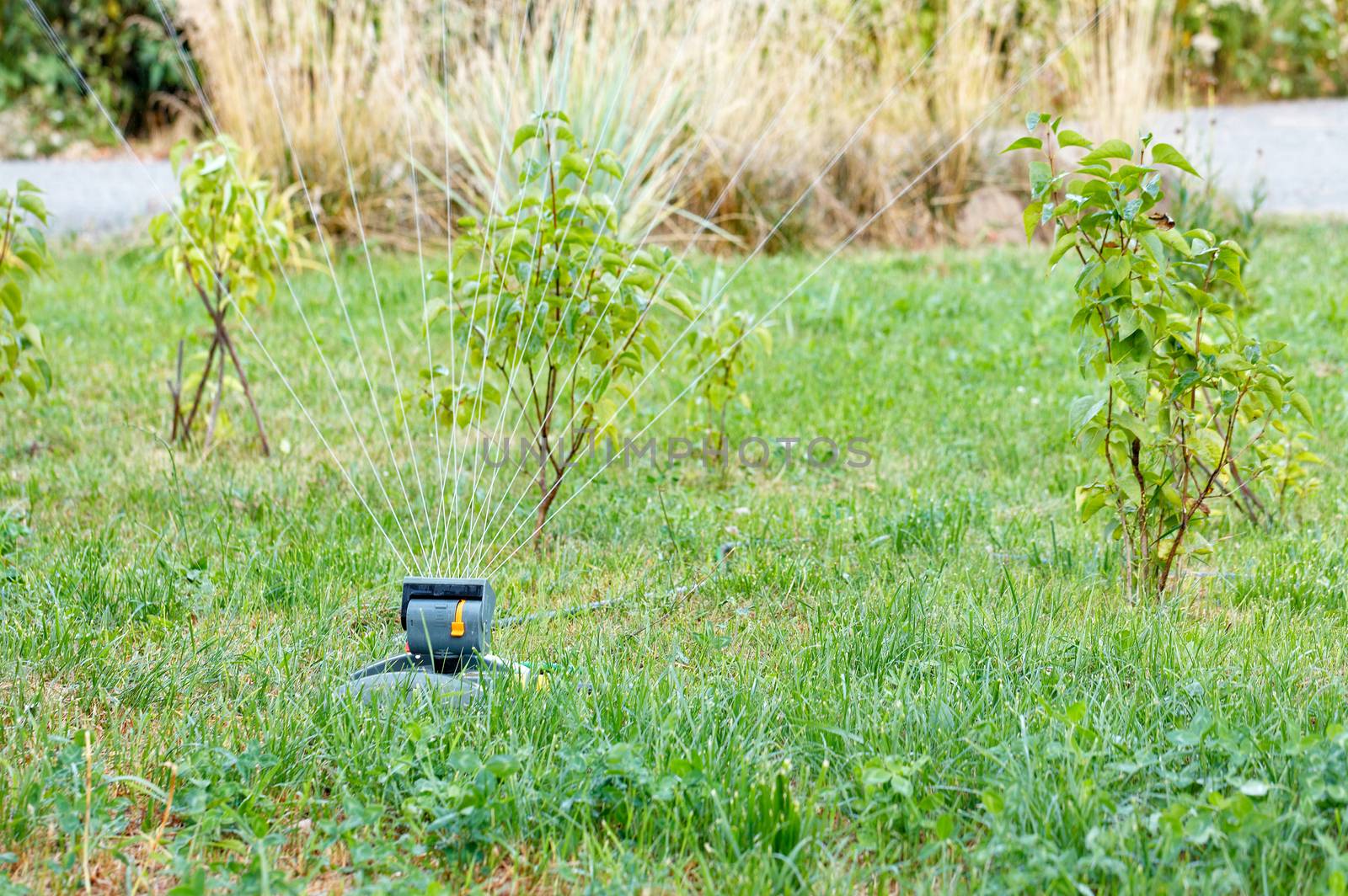 Water jets from a working sprayer watered young trees, dry shrubs and the lawn in the young garden, copy space.