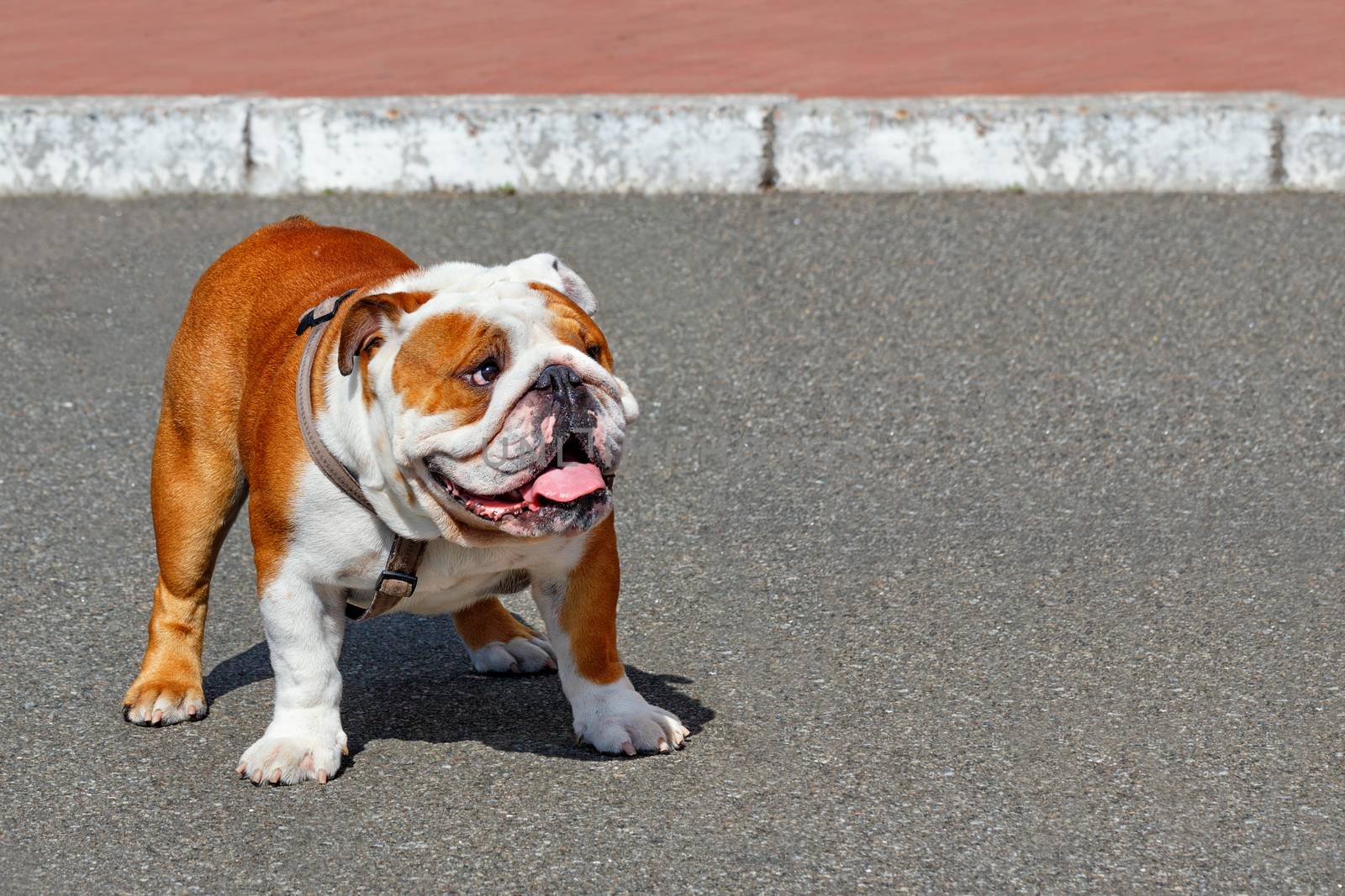 Portrait of a large English Bulldog with a leather collar walking on the asphalt sidewalk. by Sergii