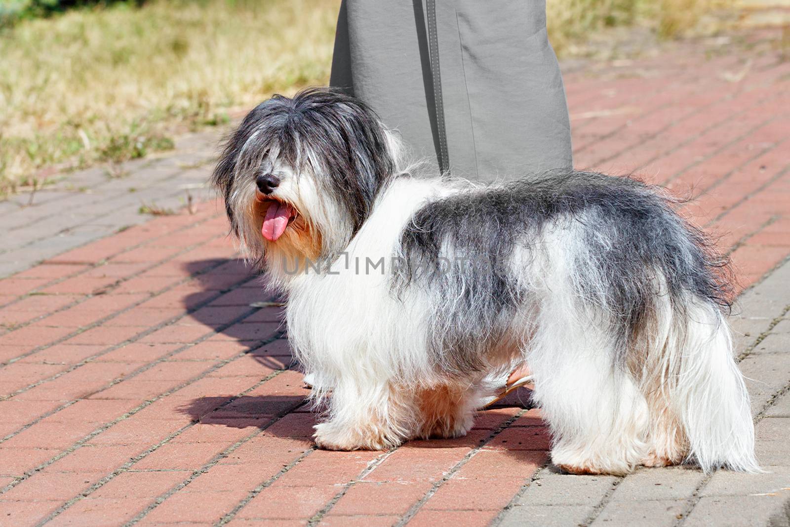 A fluffy Havanese bichon with a protruding red tongue stands in the park near the hostess against the background of the sidewalk on a bright sunny day, image with copy space.