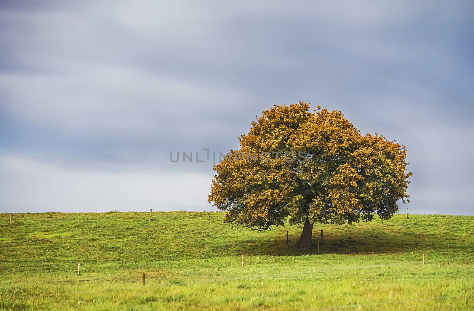 A lonely tree on the horizon with dry leaves in autumn with a cloudy sky
