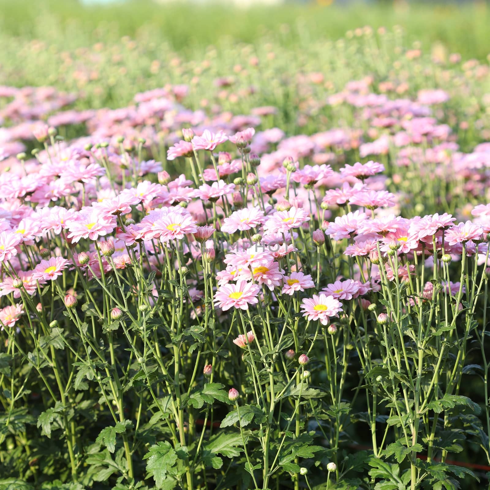 Pink Chrysanthemum flower blooming under morning sunlight at flower field by paladin12