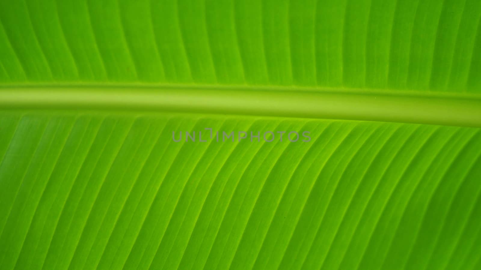 Real green color banana leaf. by gnepphoto