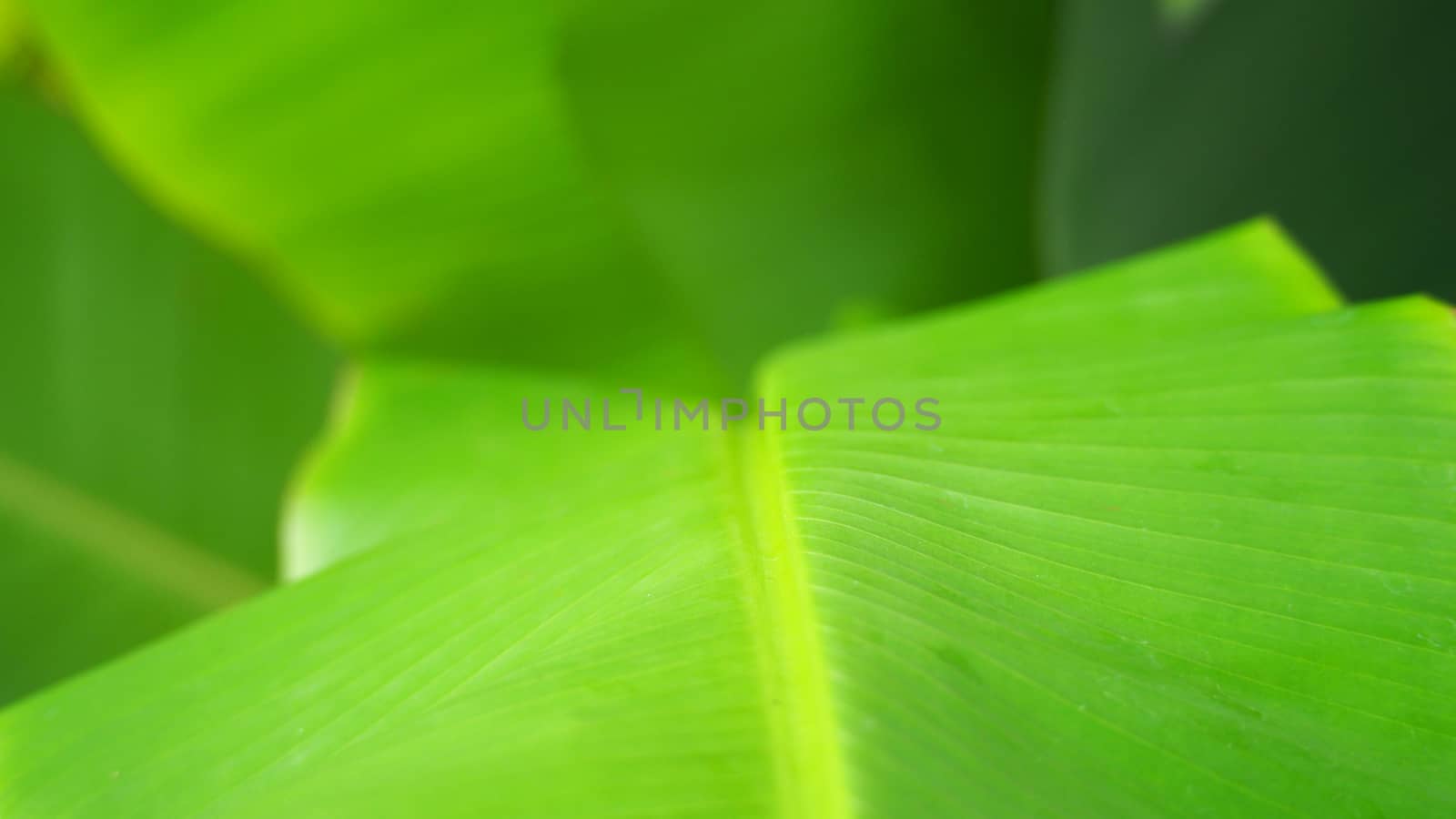 Real green color banana leaf. by gnepphoto
