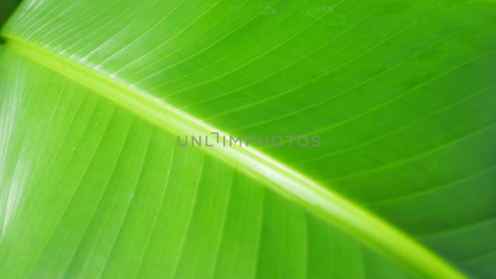 Real green color banana leaf. by gnepphoto