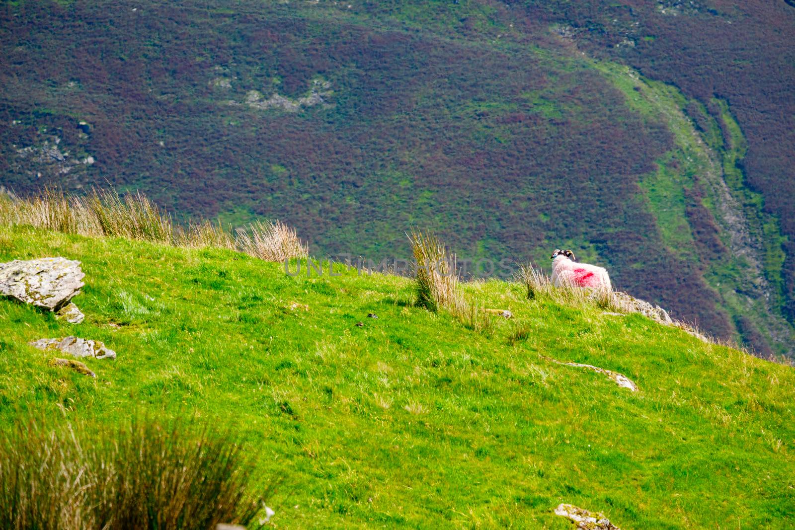 Sheep on the hillside of Kirkstone Pass Lake District