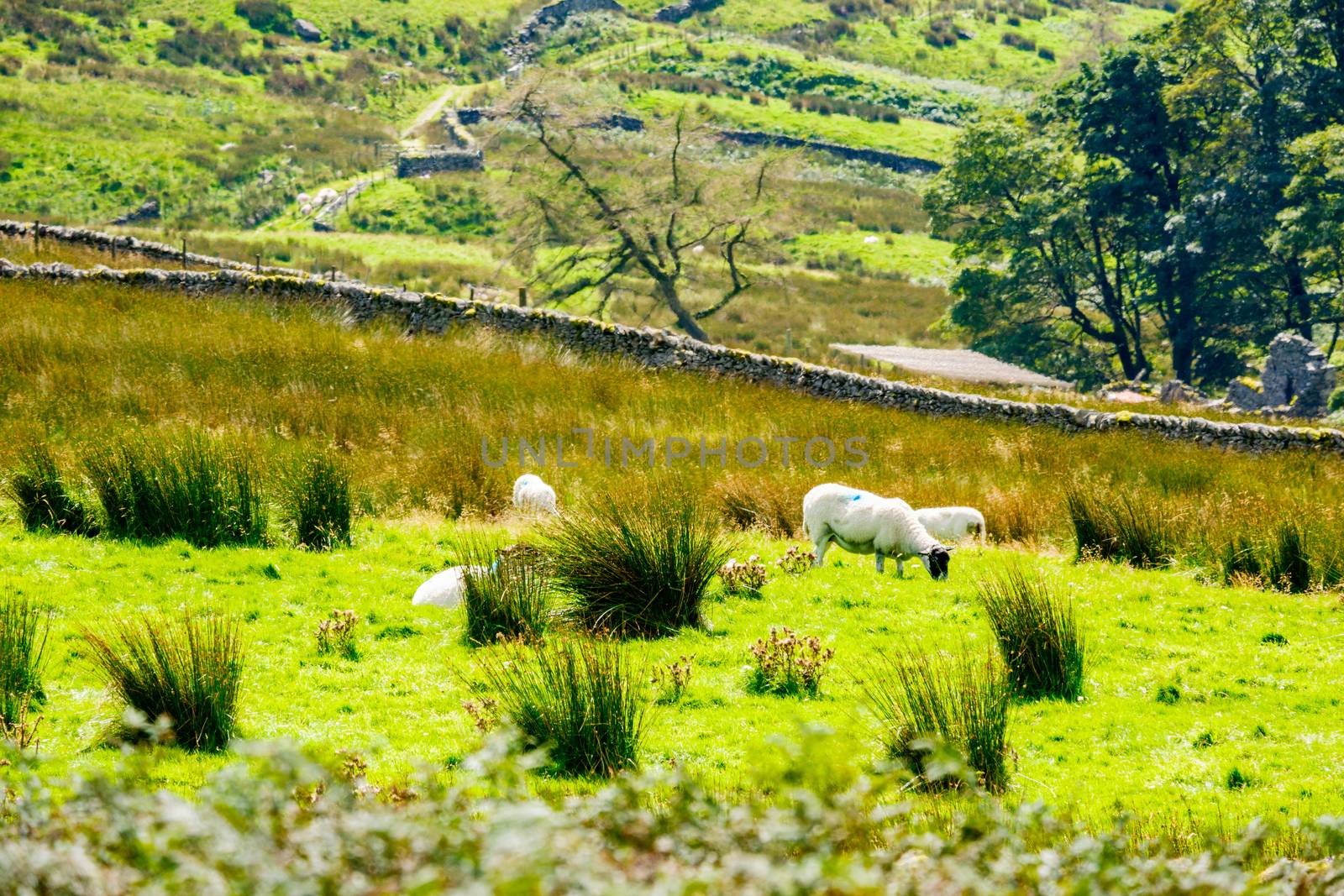 Sheep on the hillside of Kirkstone Pass Lake District