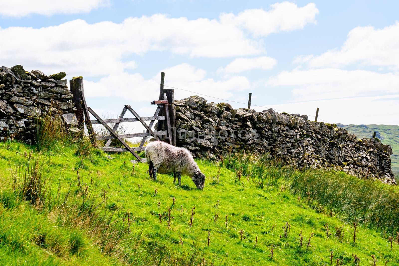 Sheep on the hillside of Kirkstone Pass Lake District UK by paddythegolfer