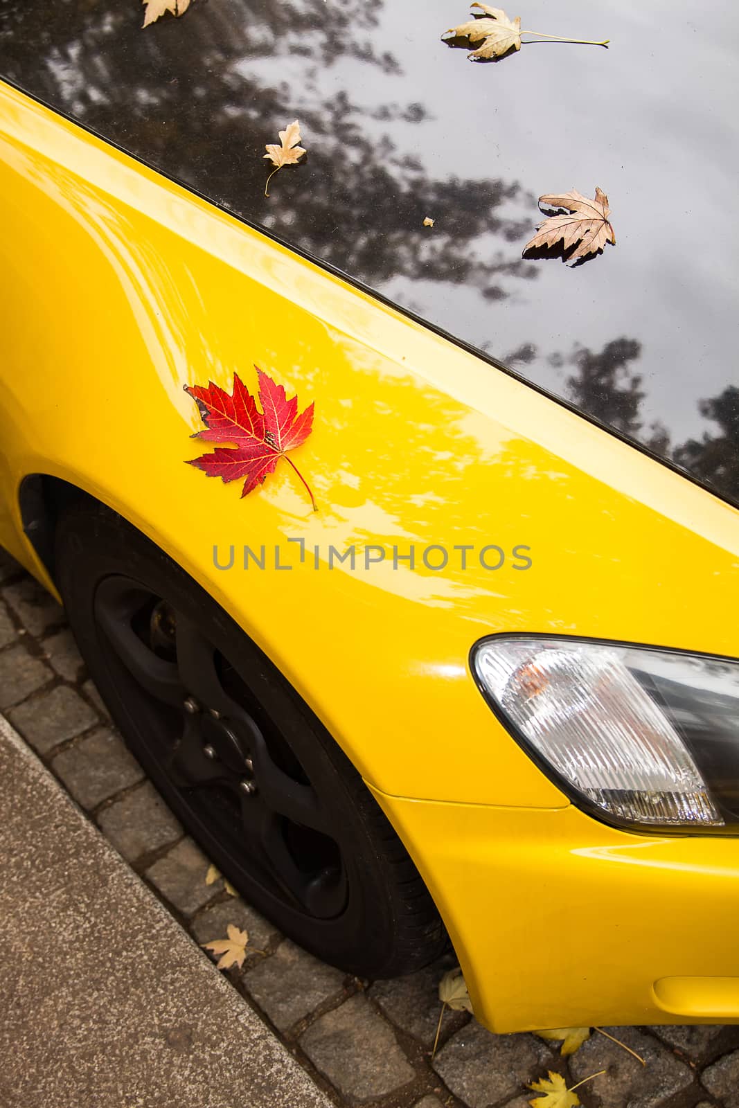 Red leaf fallen on the hood of a yellow and black car. Seasonal concept.