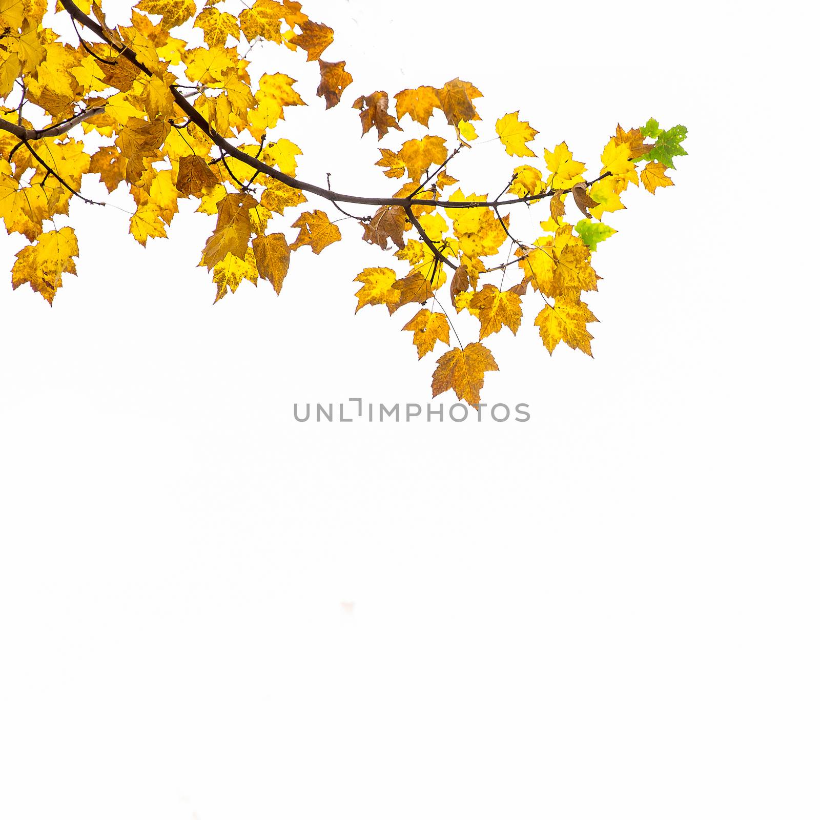 Autumn leaves in shades of brown, yellow and green on a white background. Copy space.