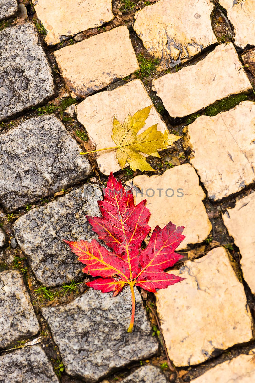 Two autumn leaves fallen on a stone pavement. Seasonal concept.