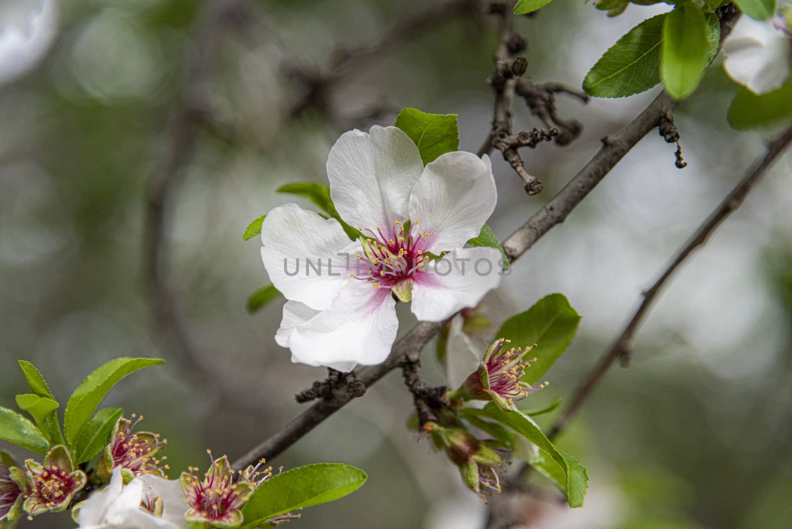 A close up of a flower. Beautiful almond blossom. by avirozen