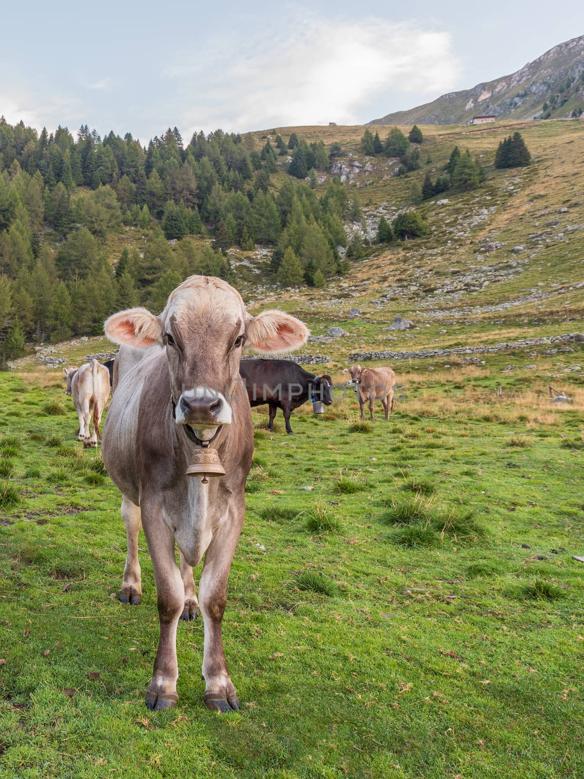 Cows grazing on an Italian pasture, dairy cattle walking in a mountain meadow