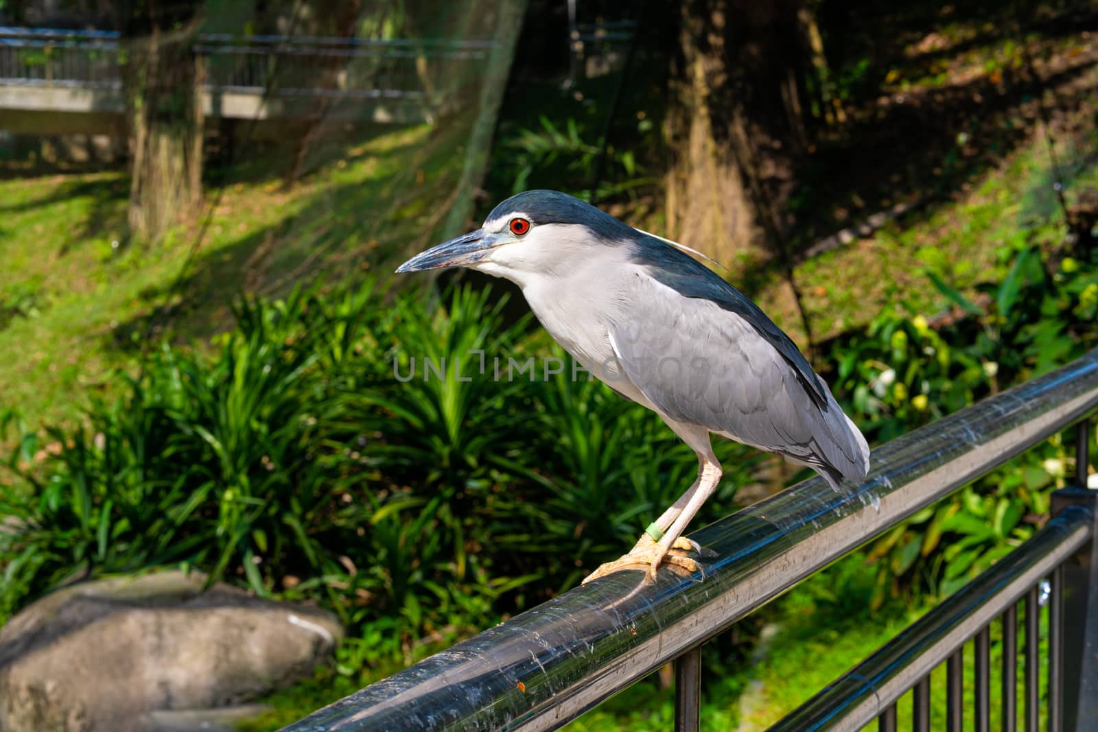 Black-crowned night heron portrait in city park by Try_my_best