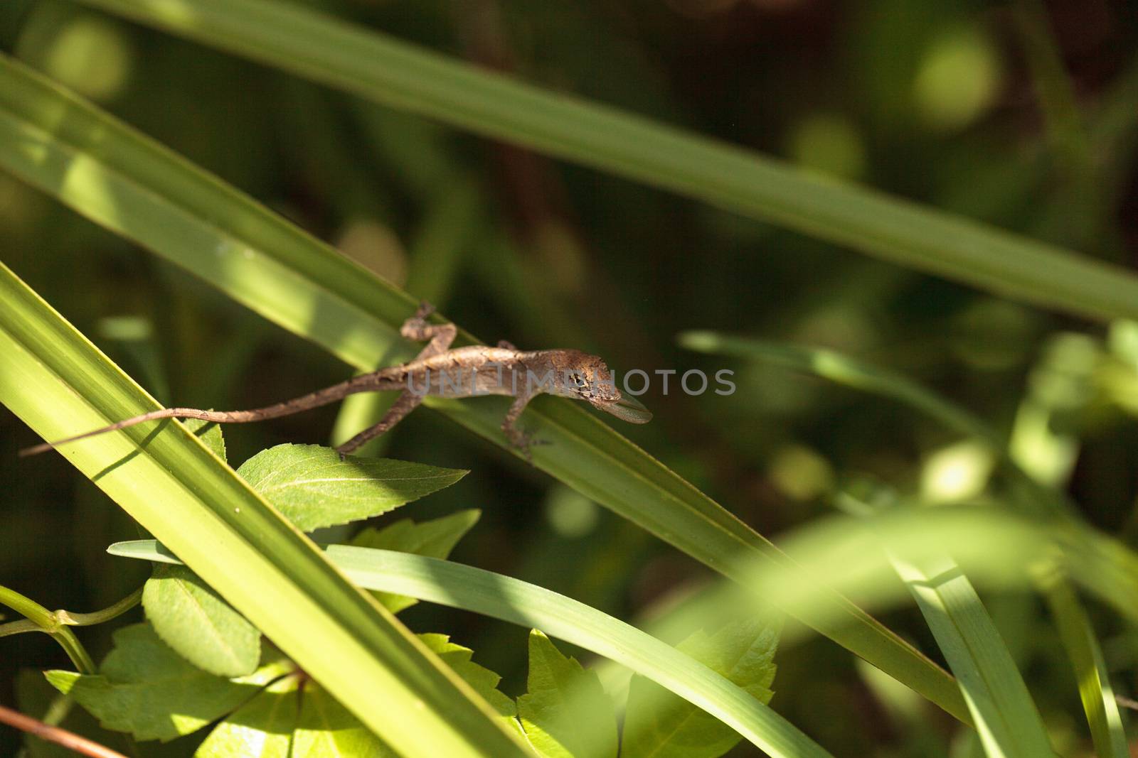 Cuban brown anole Anolis sagrei eats a wood termite with wings by steffstarr