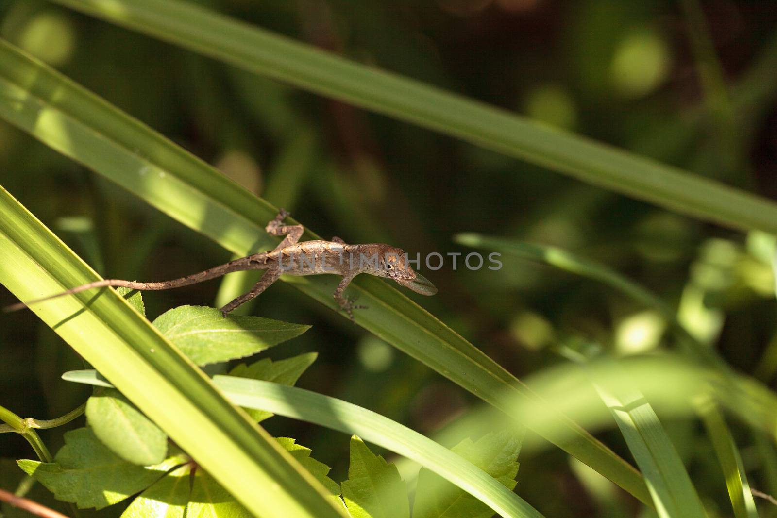 Cuban brown anole Anolis sagrei eats a wood termite with wings in Naples, Florida.