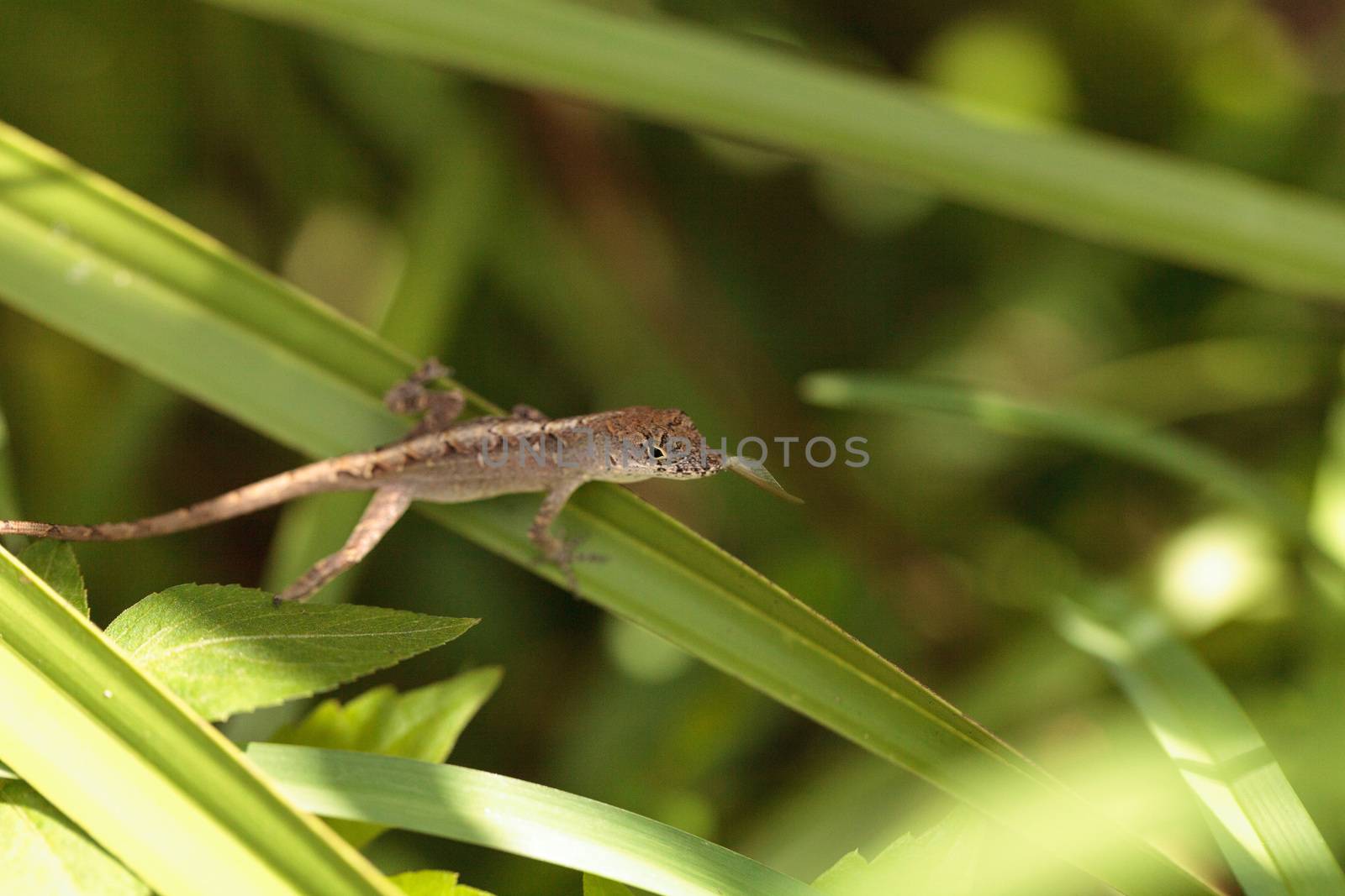 Cuban brown anole Anolis sagrei eats a wood termite with wings by steffstarr