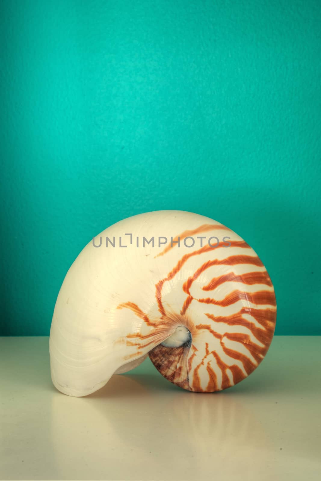 Nautilus, Nautilus pompilius, shell against an aqua blue green background in a decorative shelf.