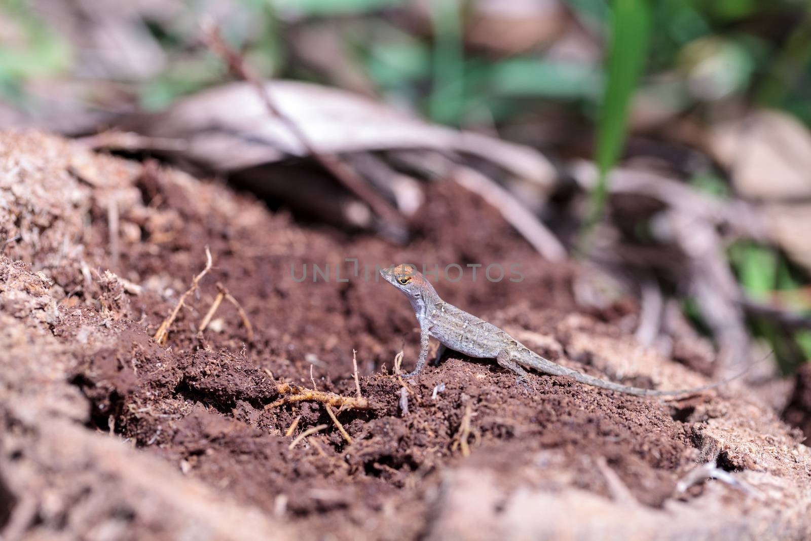 Cuban brown anole Anolis sagrei eats a wood termite with wings in Naples, Florida.