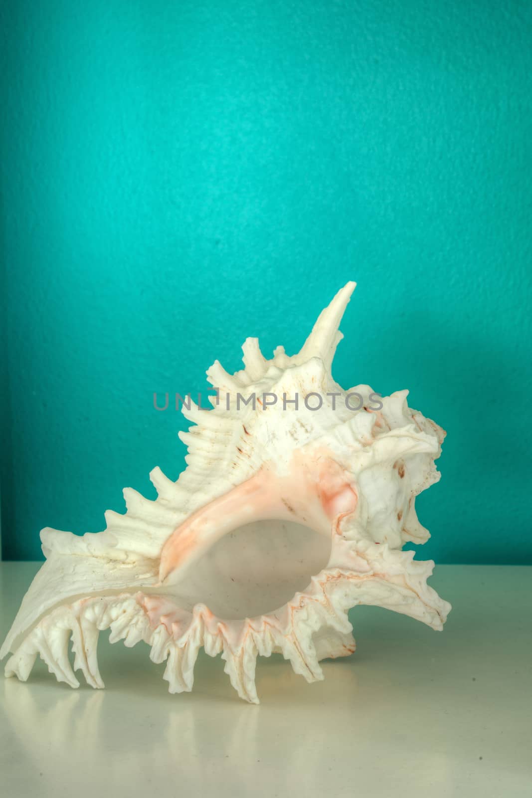 Pacific Murex Ramosus, Chicoreus ramosus, shell against an aqua blue green background in a decorative shelf.