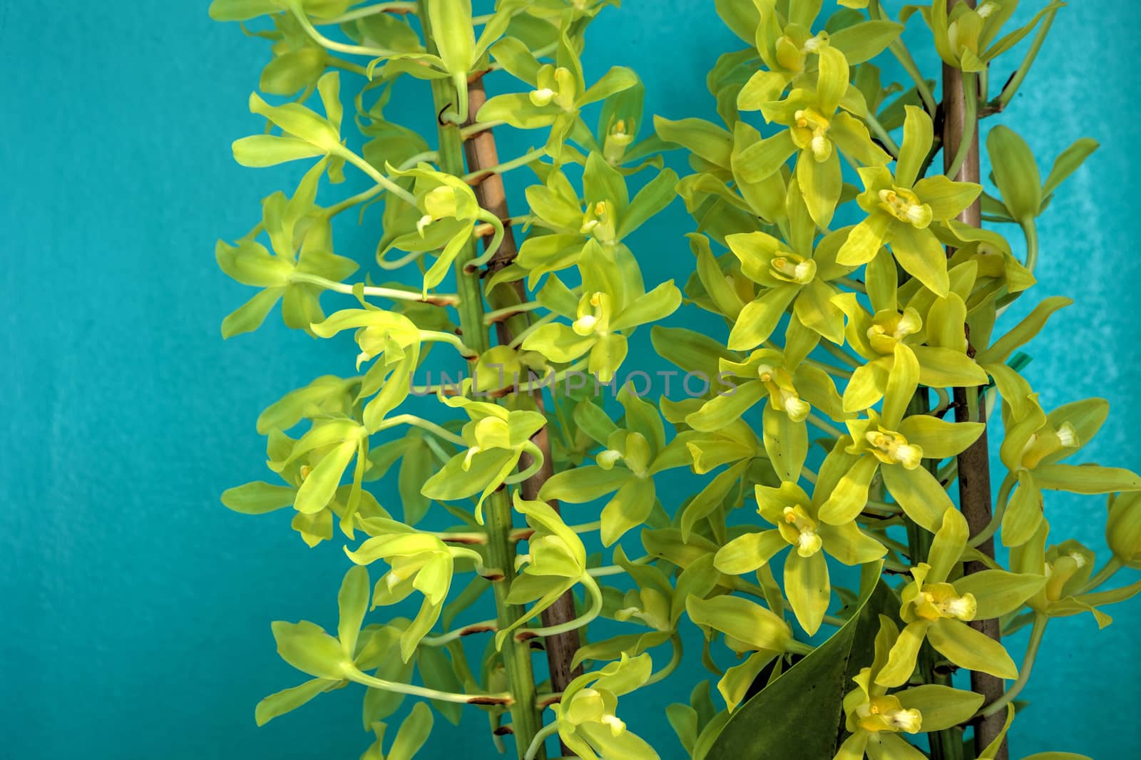 Green tropical Grammatophyllum scriptum var citrinum orchid flowers cluster on a stalk against a bright aqua blue background.