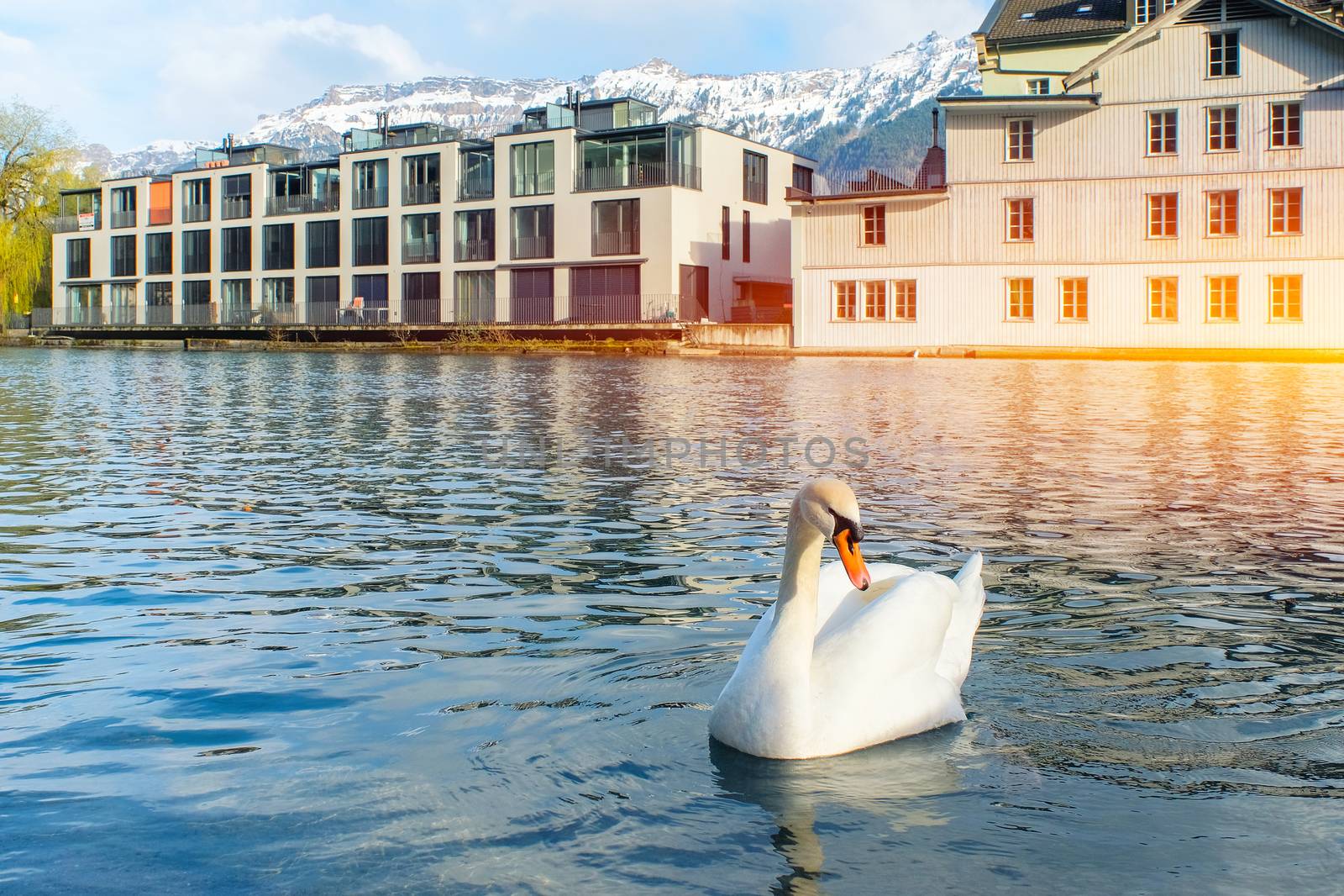 Swimming swan in sunlight at Interlaken,Switzerland