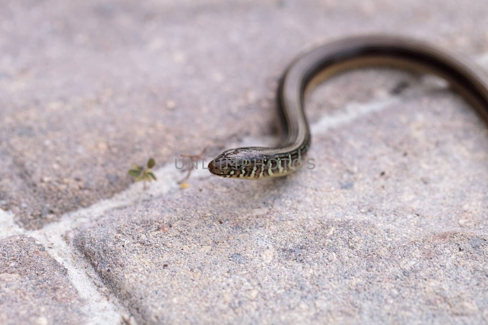 Island glass lizard Ophisaurus compressus is a legless lizard found in southeastern United States. This one was seen in Naples, Florida